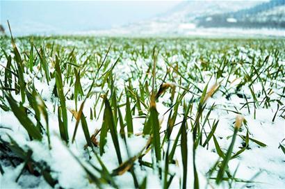 青島龍年首雪連下20小時氣勢足 49根碘化銀助增雪