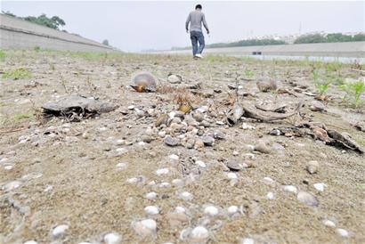 膠南風(fēng)河干涸 土地裂縫3指寬河蚌魚蝦變干尸