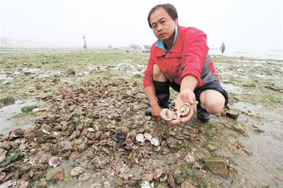 青島300萬斤扇貝或全熱死海里 養(yǎng)殖戶2元/斤就肯賣