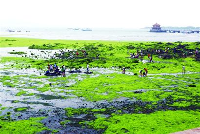 青島棧橋東側(cè)海邊再現(xiàn)成片滸苔 似廣袤草原