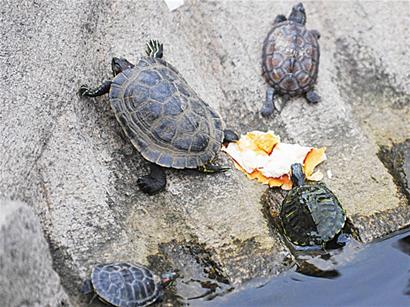 危險(xiǎn)巴西龜入侵青島 群龜啃食小魚觸目驚心