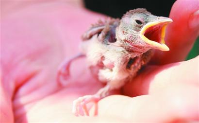 野生鳥被買賣當(dāng)美味和玩物 剛長毛幼鳥難逃魔掌等死