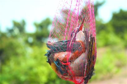 野生鳥被買賣當(dāng)美味和玩物 剛長毛幼鳥難逃魔掌等死