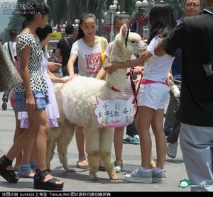 白富美開豪車帶草泥馬逛街被圍觀 奧運金牌躺槍