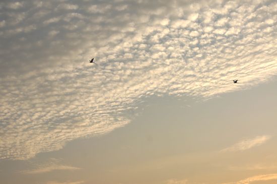 探秘青島大河?xùn)|神秘濕地:芳草叢生水鳥飛翔時光寂然