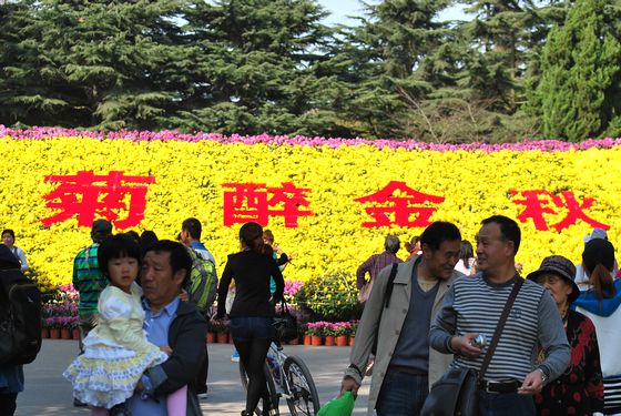 青島中山公園30萬(wàn)盆菊花爭(zhēng)奇斗艷