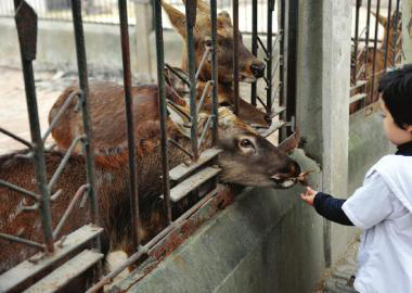  11月2日，成都市動物園里，一名游客喂養(yǎng)鹿群。