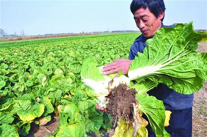 青島早熟大白菜跌至四年最低價(jià) 5分錢一斤也難賣