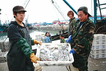 千艘船靈山島外捕墨魚 一天能撈十萬斤