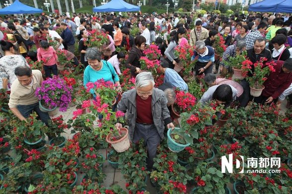 江門(mén)免費(fèi)派花 民眾推倒圍欄哄搶