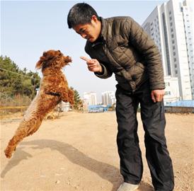 青島訓(xùn)犬師行業(yè)揭秘