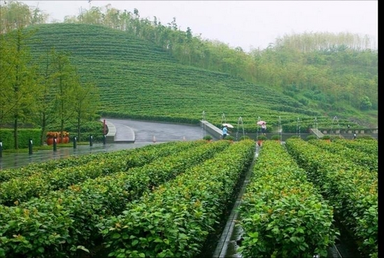 世園會建世外茶園