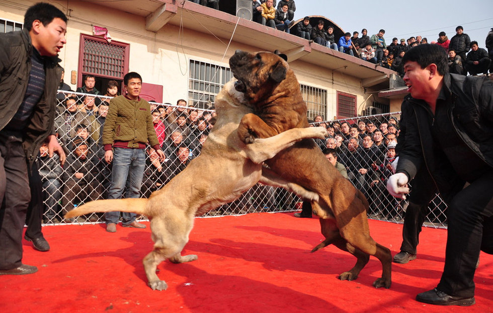 山西舉辦犬王爭霸賽 名犬激烈撲咬血腥十足