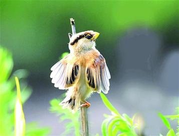 青島賞鳥圖出爐 9大濕地成鳥類天堂