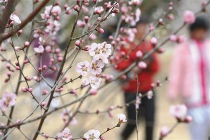 昨日，青島十梅庵梅園的梅花競(jìng)相開放，游人置身于梅花的海洋，盡享大自然的美景。 