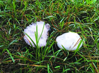 青島雨后草地冒出蘑菇市民燉湯喝 多數(shù)無(wú)毒但不宜吃